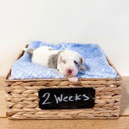 Assorted Doodle Crosses, Goldendoodle, and Sheepadoodle Puppies from Novadoodles801