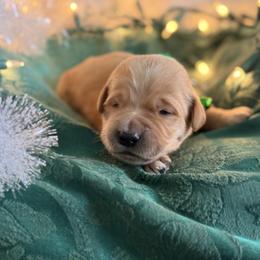 5th Pick Male - Golden male Golden Retriever puppy in De Beque, Colorado from The Wildfire Ranch