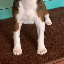 Rat Terrier Puppies from River Ridge Rat Terriers