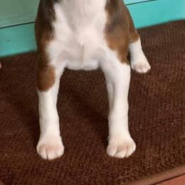 Rat Terrier Puppies from River Ridge Rat Terriers