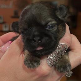Girl 1 - Gold female Shih Tzu puppy in Nekoosa, Wisconsin from Brox Acres House of Fur LLC