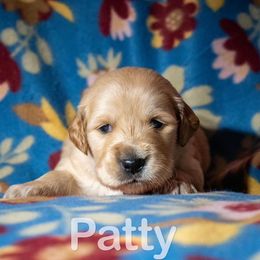 Golden Retriever Puppies from Happy Tails