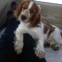 Welsh Springer Spaniel Puppies from Tropic Welsh Springer Spaniels