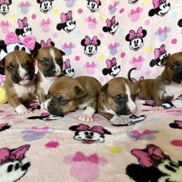 Girl 3 - American Staffordshire Terrier puppy in North Carolina from Kaye-Nyne Kennels