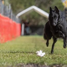 Belgian Sheepdogs from Sans Soleil