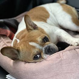 Cupcake - French Bulldog