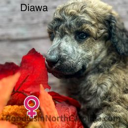 Diawa - Sable female Poodle puppy in Greenville, North Carolina from Grace Poodles