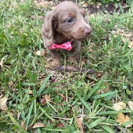 Rocky - Fawn (isabella) and tan male Dachshund puppy in Homestead, Florida from Weenie Land Miami