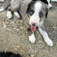 Bordoodle Puppies from Lunatic Kennel