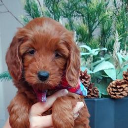 Bubba - Apricot male Goldendoodle puppy in Little Rock, Arkansas from Adorable Mini Doodles LLC