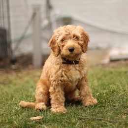 Goldendoodles from Esmé Doodles