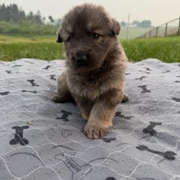 Ahsoka - Blue female German Shepherd puppy in Pennsylvania from Clear Ridge German Shepherds