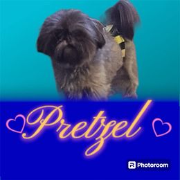 Pretzel - Shih Tzu