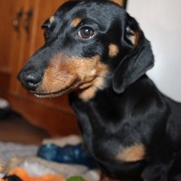 Hans - Dachshund