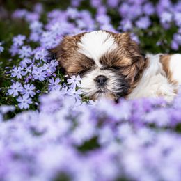 Shih Tzu Puppies from Meihem Pups
