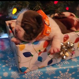 Charlie - Red male Boston Terrier puppy in Lexington, Indiana from NanzBostz