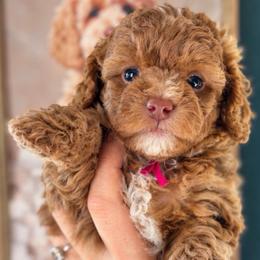 Laurel - Merle female Goldendoodle puppy in Millville, California from Hope Lane Kennels