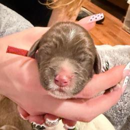 Chocolate Girl - Chocolate female Australian Labradoodle puppy in Saint Louis, Missouri from Gateway Australian Labradoodles