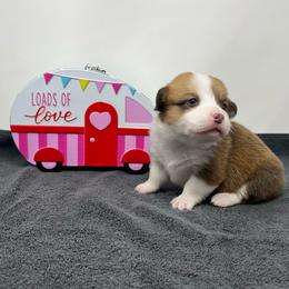 Snowball - Red female Pembroke Welsh Corgi puppy in Waco, Texas from The Comma Corgis