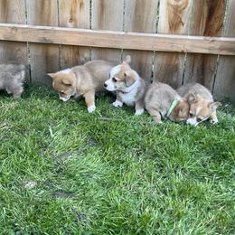 Pembroke Welsh Corgi Puppies from Bentley Corgis LLC