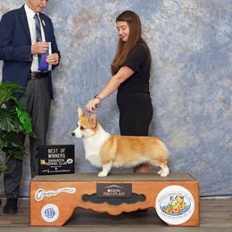 Wickenburg - Pembroke Welsh Corgi