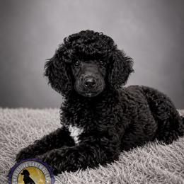 Poodle Puppies from Impressive Cartwright Standards