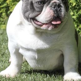 French Bulldogs from Patriot Paws Kennel