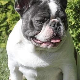 French Bulldogs from Patriot Paws Kennel