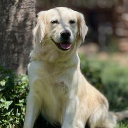 Golden Retrievers from Genevieve's Goldens