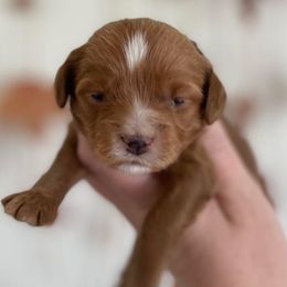 Cavapoo and Goldendoodle Puppies from French Creek Doodles