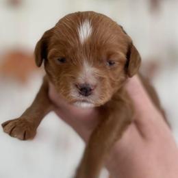 Cavapoo and Goldendoodle Puppies from French Creek Doodles