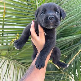 Girl 6 - Black brindle female Cane Corso puppy in Perris, California from P1 Family Canines