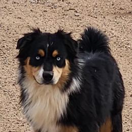 Jax - Miniature Australian Shepherd