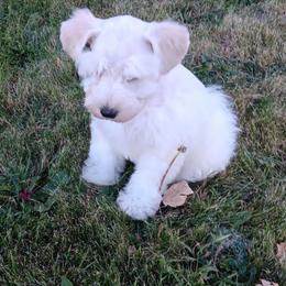 Mr Big - Wheaten male Miniature Schnauzer puppy in Shoshone, Idaho from Debra Kruse's Miniature Schnauzers