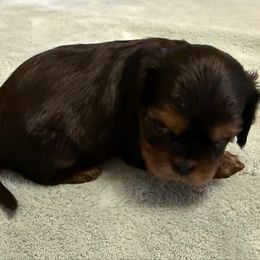 Boy 2 - Black and tan male Cavalier King Charles Spaniel puppy in Clintonville, Wisconsin from Whispering Meadows Performances Horses and Cavalier King Charles Spaniels