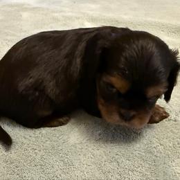 Boy 2 - Black and tan male Cavalier King Charles Spaniel puppy in Clintonville, Wisconsin from Whispering Meadows Performances Horses and Cavalier King Charles Spaniels