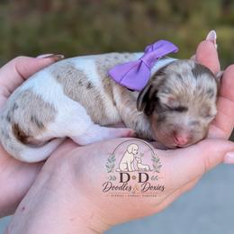 Sugar Plum - Dapple female Dachshund puppy in Bremen, Georgia from Doodles & Doxies