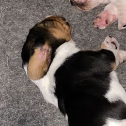 Basset Hound Puppies from 5th Day Farm