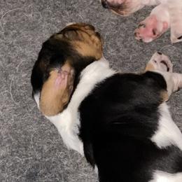 Basset Hound Puppies from 5th Day Farm