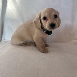 Mr. Green collar. - Cream male Dachshund puppy in Willow Springs, Missouri from Krazy Acre Farm