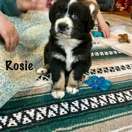 Rosie - Black tri-color female Australian Shepherd puppy in Witter, Arkansas from Mountainside Aussies