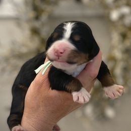 Bernedoodles and Bernese Mountain Dogs from Bernese By Barzees