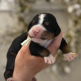Bernedoodles and Bernese Mountain Dogs from Bernese By Barzees