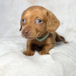 Girl 4 - Cream female Dachshund puppy in Goodyear, Arizona from AZ Royal Doxies llc