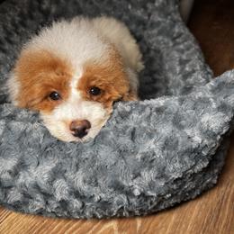 Lucky - Parti male Poodle puppy in Waukegan, Illinois from LaPoodles