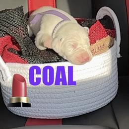 Coal - White and black female Dalmatian puppy in Des Moines, Iowa from Spot Splattered Dalmatians