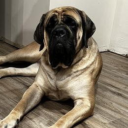 Peggy - Mastiff