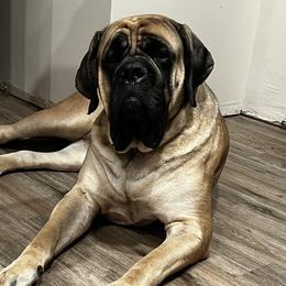 Peggy - Mastiff