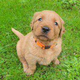 Golden Retriever Puppies from Cedar Life Goldens