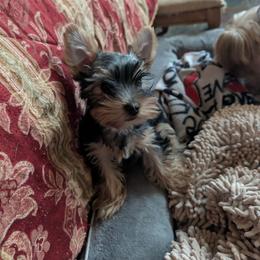 Reign - Black and gold male Yorkshire Terrier puppy in East Alton, Illinois from Yorkies of the Shire